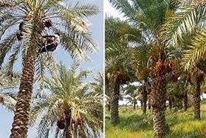 تصویر 1 از قیمت خرید خرمای مضافتی جیرفت + فروش ویژه